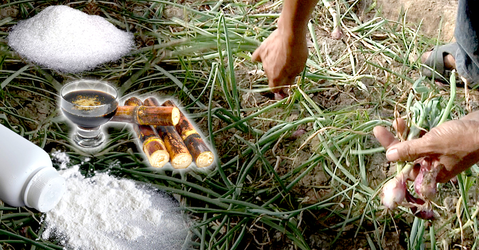 Pulot, Vetsin at Polbo, pumapatay ng pesteng harabas