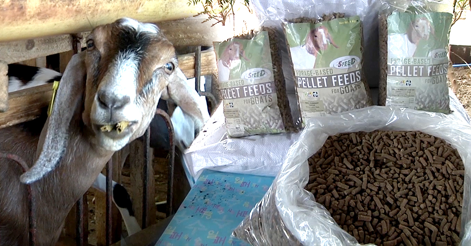 Pellet Feeds na gawa sa ipil-ipil at indigofera para sa mga alagang kambing, ipinakilala ng CLSU sa mga magsasaka