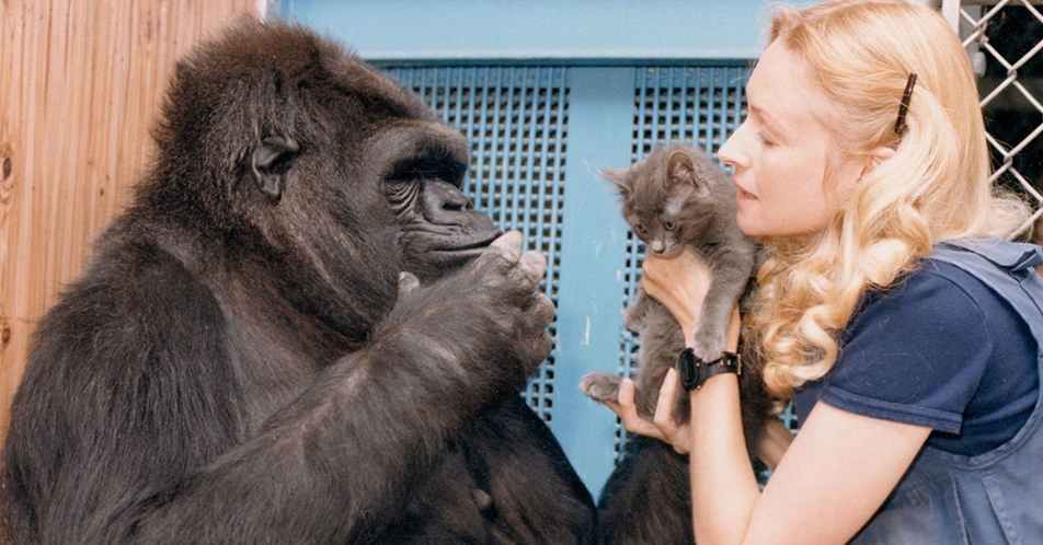 Koko Passed away at the age of 46