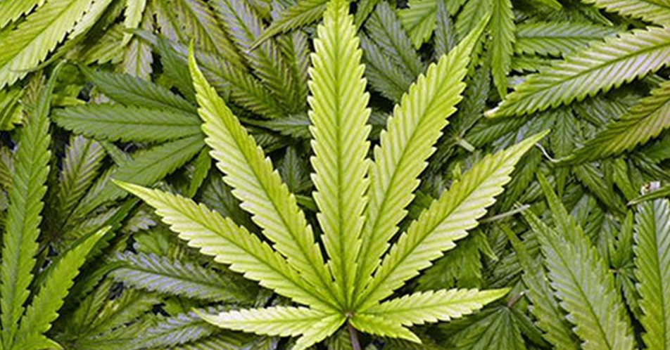 Marijuana, malapit nang maging legal sa Canada