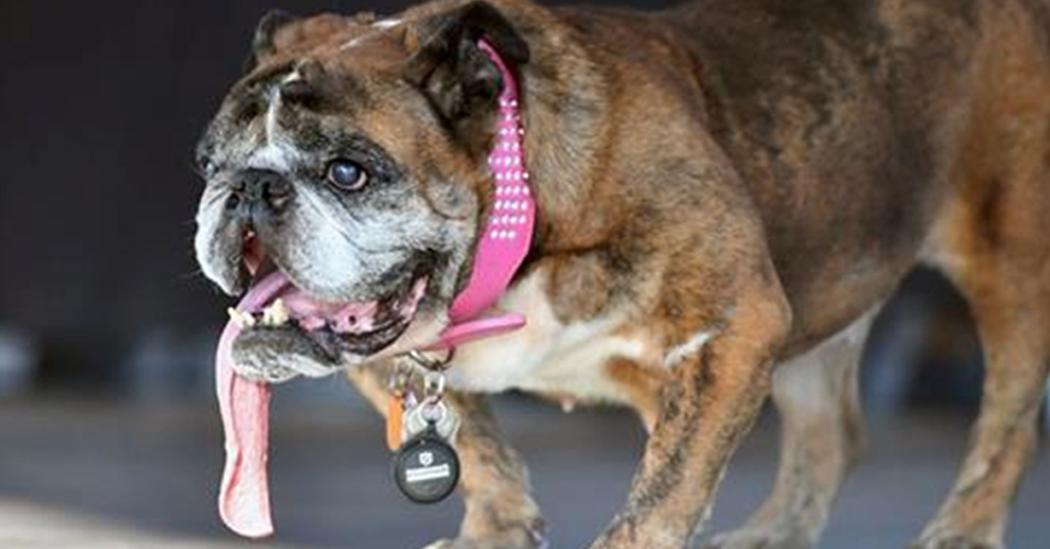 Zsa Zsa, World’s Ugliest Dog, pumanaw na