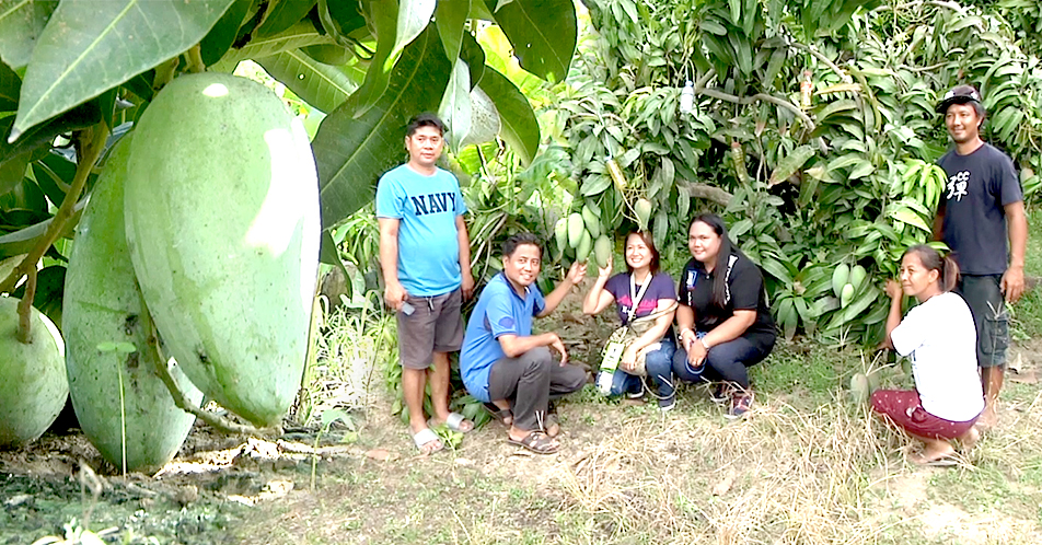 Mangga sa Espejo Farm sa Guimba, dambuhala na matamis pa