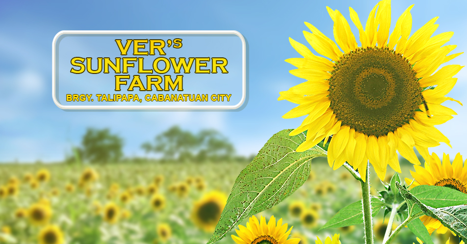 Ver’s Sunflower Farm sa Brgy. Talipapa, dinarayo sa Cabanatuan City