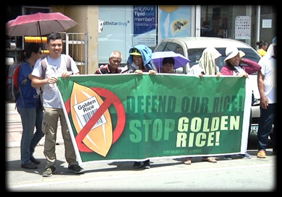 Ogre Rice Mga progresibong grupo, nananawagang itigil ang field trial ng Golden ...