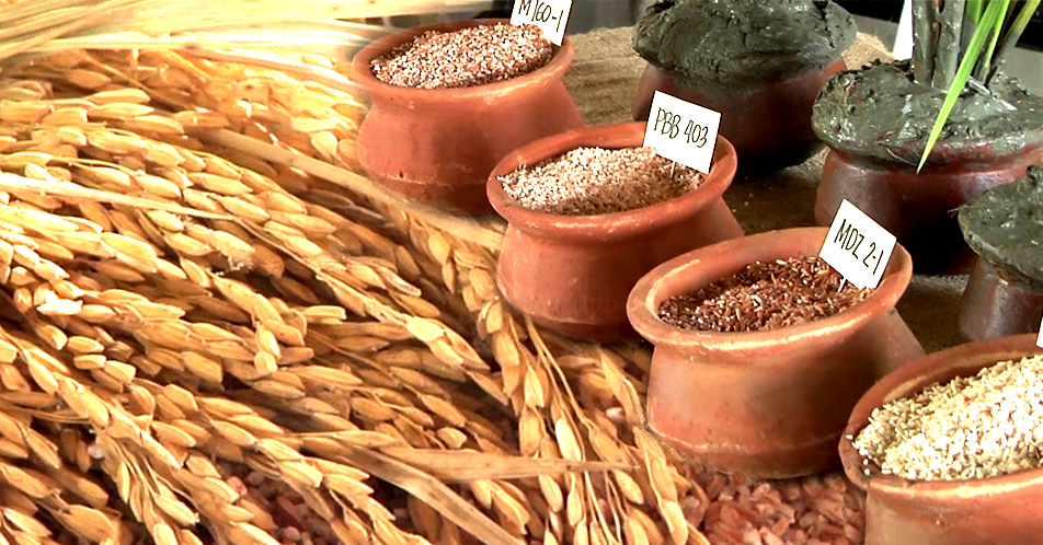 Higit 2,000 binhi ng palay na angkop sa pagbabago ng klima, nilikha ng MASIPAG