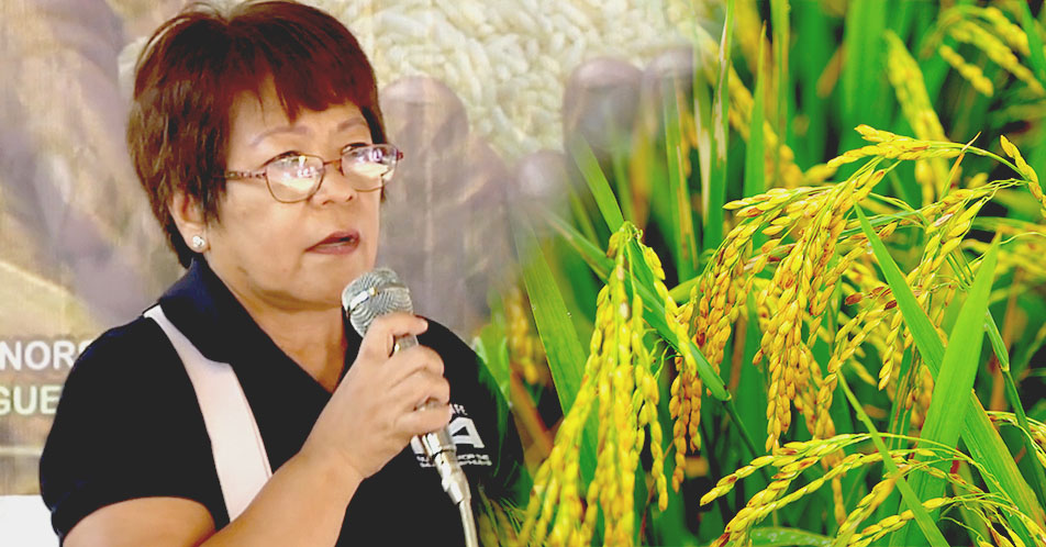 Ilang Palay Traders, apektado na rin ng bagsak na presyo ng palay