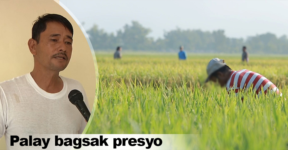 Presyo ng palay, posible umanong sumadsad sa P3/kl –AMGL
