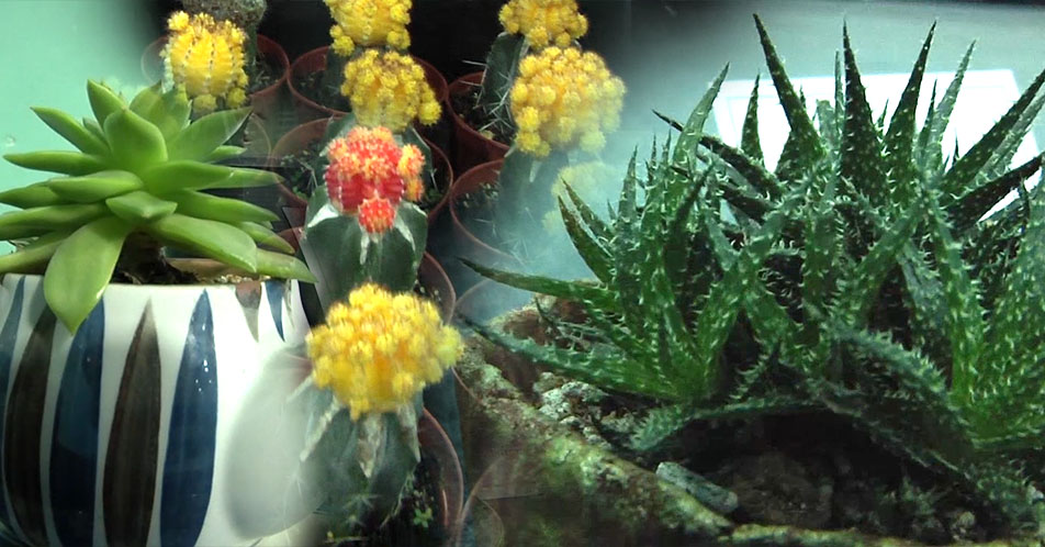 Novo Synthesis Cactus and Succulents fair,  dinagsa