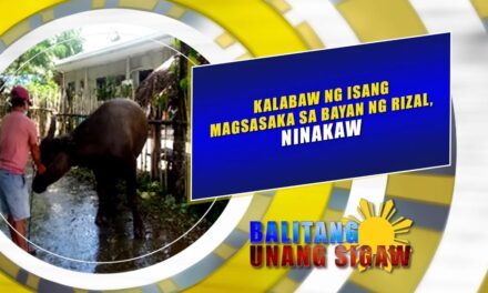 Kalabaw ng isang magsasaka sa bayan ng Rizal, ninakaw