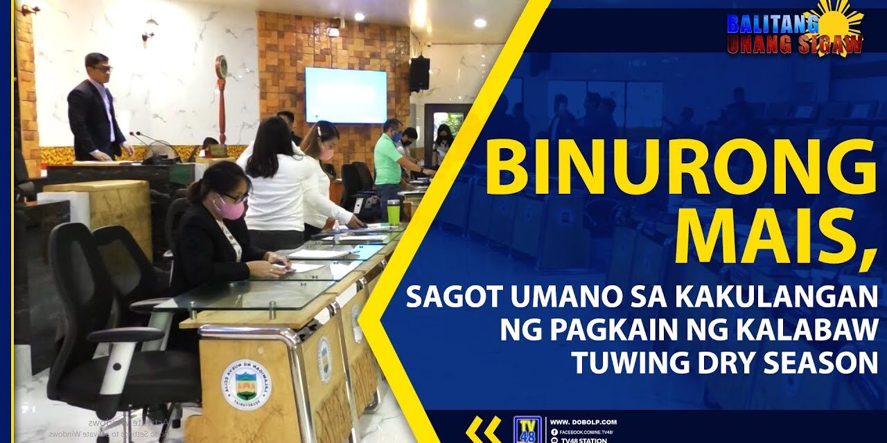 BINURONG MAIS, SAGOT UMANO SA KAKULANGAN NG PAGKAIN NG KALABAW TUWING DRY SEASON