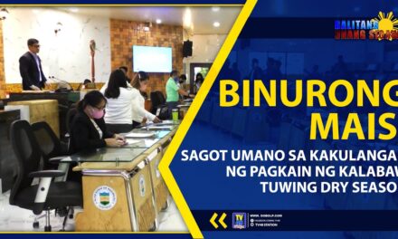 BINURONG MAIS, SAGOT UMANO SA KAKULANGAN NG PAGKAIN NG KALABAW TUWING DRY SEASON