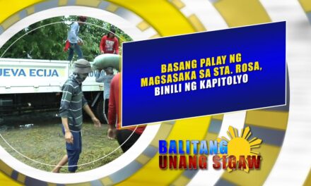 Basang palay ng magsasaka sa Santa Rosa, binili ng kapitolyo