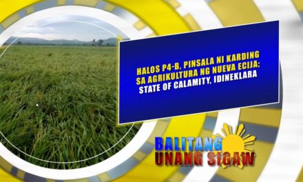 HALOS P4-B, PINSALA NI KARDING SA AGRIKULTURA NG NUEVA ECIJA; STATE OF CALAMITY, IDINEKLARA
