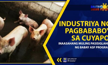 INDUSTRIYA NG PAGBABABOY SA CUYAPO, INAASAHANG MULING PASISIGLAHIN NG BABAY ASF PROGRAM