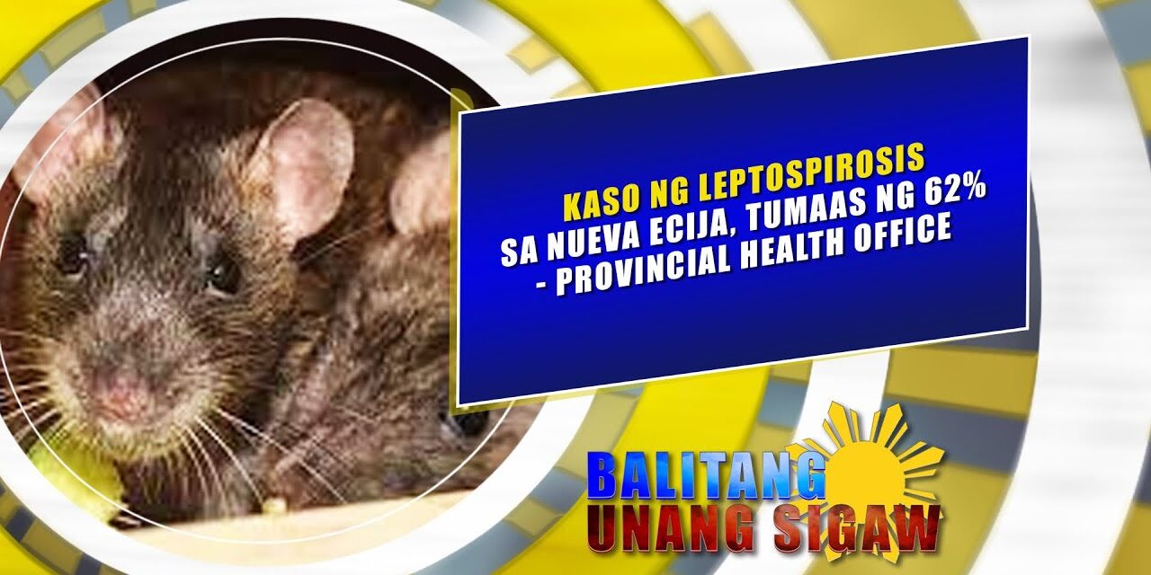 KASO NG LEPTOSPIROSIS SA NUEVA ECIJA, TUMAAS NG 62%- PROVINCIAL HEALTH OFFICE