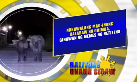 NAKAWALANG MAG INANG KALABAW SA GUIMBA, GINAWAN NG MEMES NG NETIZENS