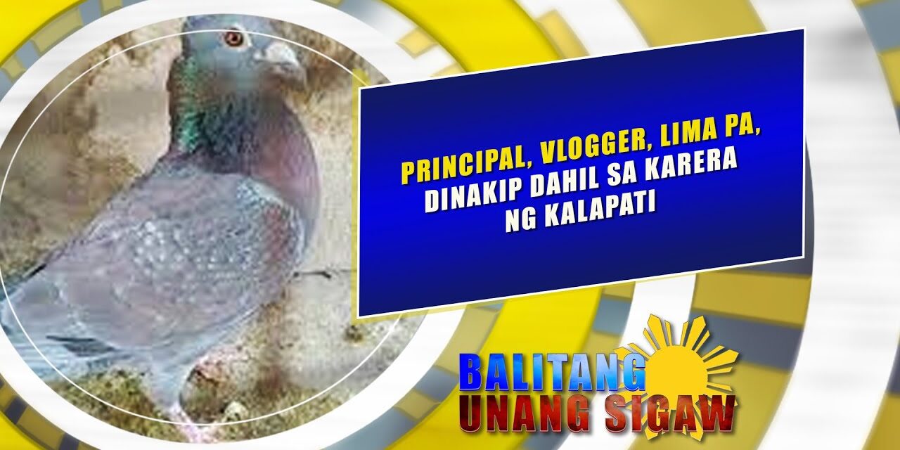 PRINCIPAL, VLOGGER, LIMA PA, DINAKIP DAHIL SA KARERA NG KALAPATI