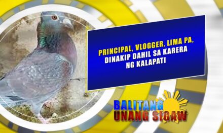 PRINCIPAL, VLOGGER, LIMA PA, DINAKIP DAHIL SA KARERA NG KALAPATI