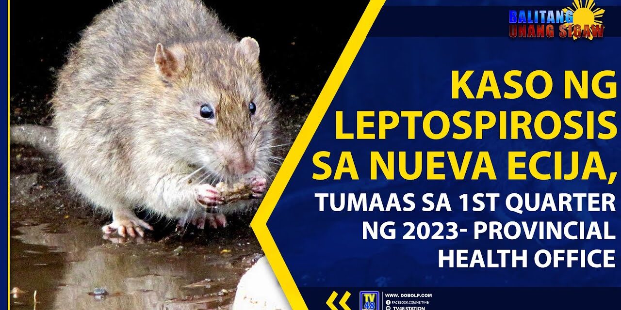 KASO NG LEPTOSPIROSIS SA NUEVA ECIJA, TUMAAS SA 1ST QUARTER NG 2023- PROVINCIAL HEALTH OFFICE
