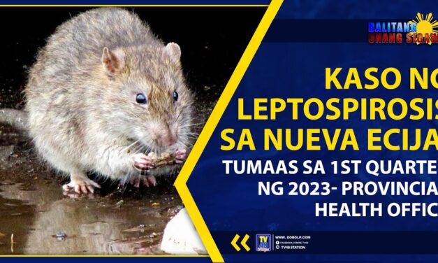 KASO NG LEPTOSPIROSIS SA NUEVA ECIJA, TUMAAS SA 1ST QUARTER NG 2023- PROVINCIAL HEALTH OFFICE