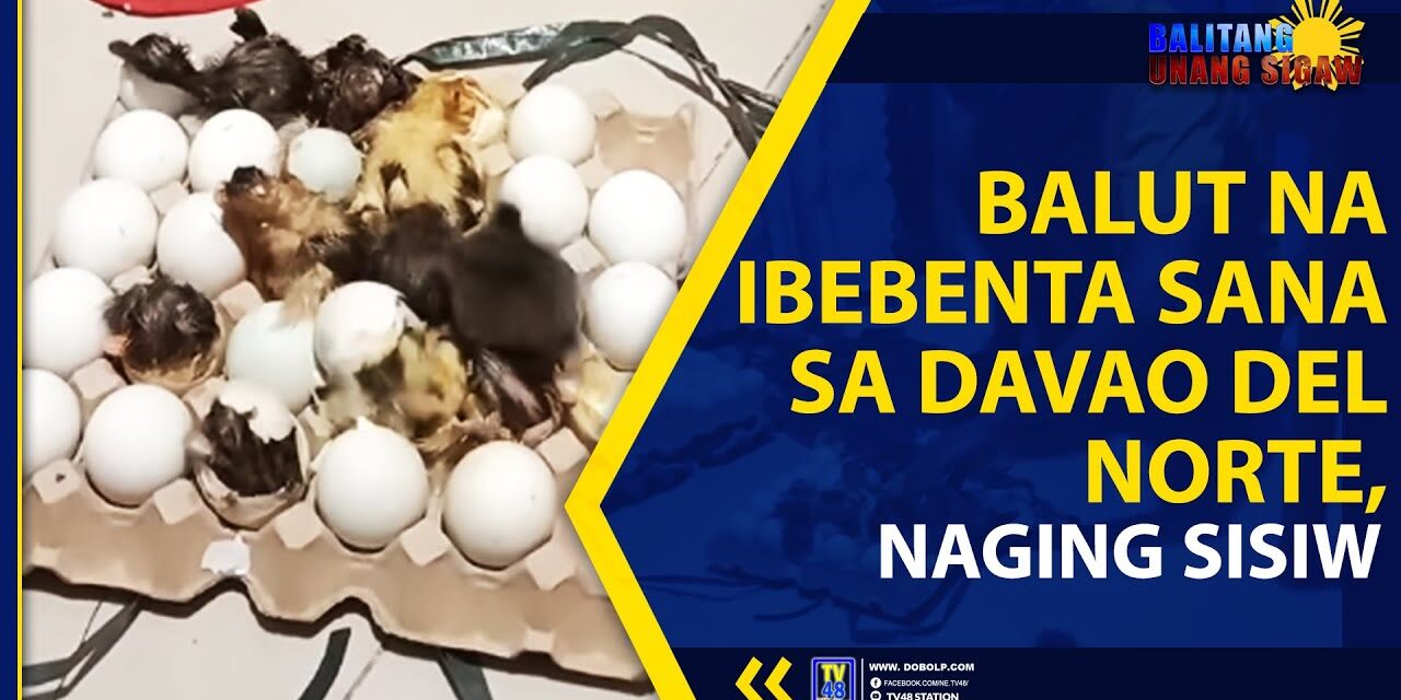 BALUT NA IBEBENTA SANA SA DAVAO DEL NORTE, NAGING SISIW