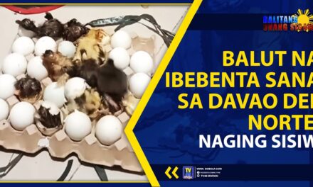 BALUT NA IBEBENTA SANA SA DAVAO DEL NORTE, NAGING SISIW