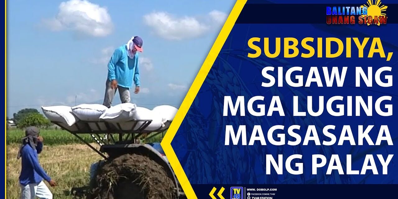 SUBSIDIYA, SIGAW NG MGA LUGING MAGSASAKA NG PALAY