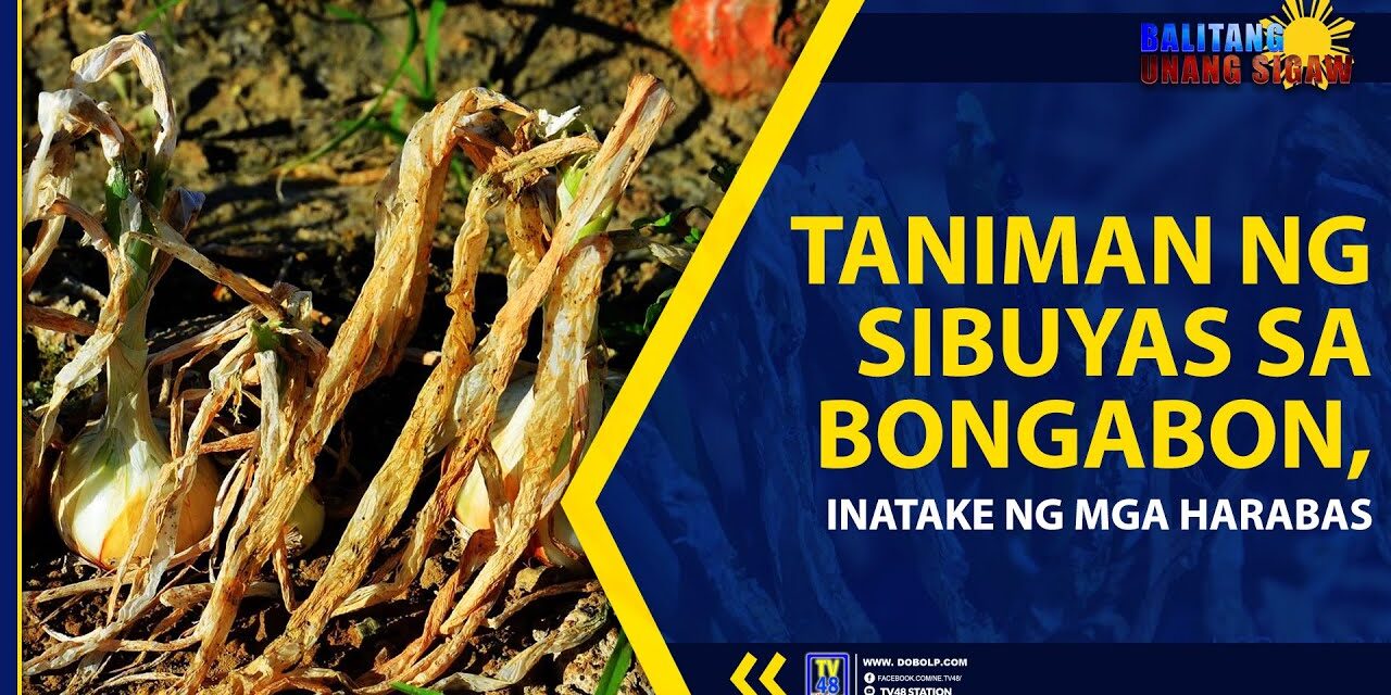 TANIMAN NG SIBUYAS SA BONGABON, INATAKE NG MGA HARABAS