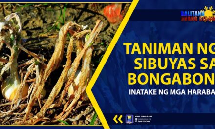 TANIMAN NG SIBUYAS SA BONGABON, INATAKE NG MGA HARABAS