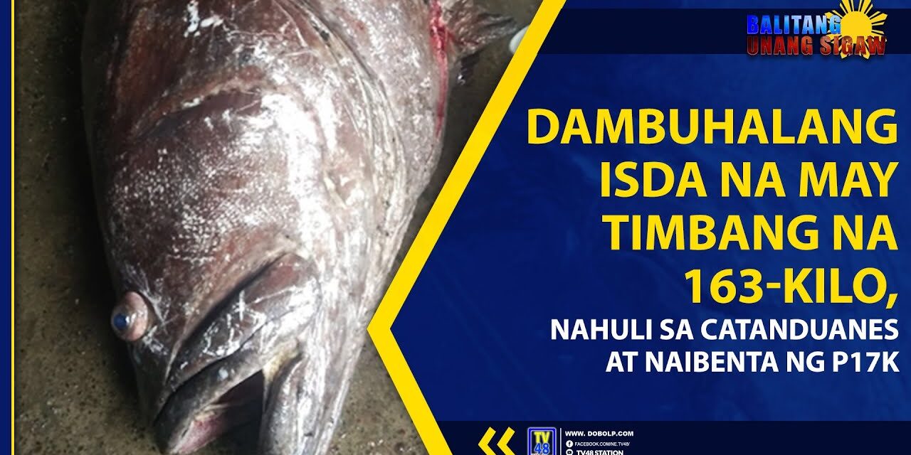 DAMBUHALANG ISDA NA MAY TIMBANG NA 163-KILO, NAHULI SA CATANDUANES AT NAIBENTA NG P17K