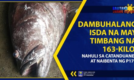 DAMBUHALANG ISDA NA MAY TIMBANG NA 163-KILO, NAHULI SA CATANDUANES AT NAIBENTA NG P17K