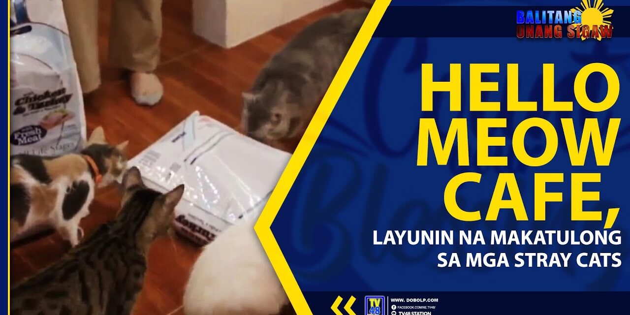HELLO MEOW CAFE, LAYUNIN NA MAKATULONG SA MGA STRAY CATS