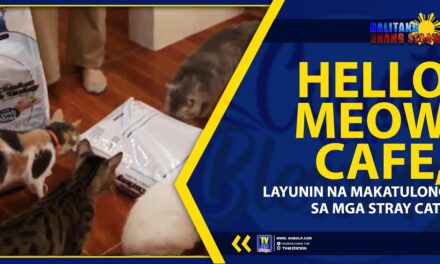 HELLO MEOW CAFE, LAYUNIN NA MAKATULONG SA MGA STRAY CATS