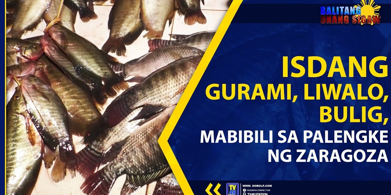 ISDANG GURAMI, LIWALO, BULIG, MABIBILI SA PALENGKE NG ZARAGOZA