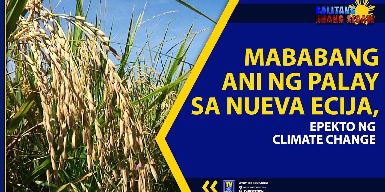 MABABANG ANI NG PALAY SA NUEVA ECIJA, EPEKTO UMANO NG CLIMATE CHANGE