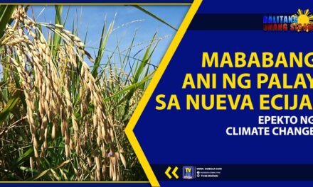 MABABANG ANI NG PALAY SA NUEVA ECIJA, EPEKTO UMANO NG CLIMATE CHANGE