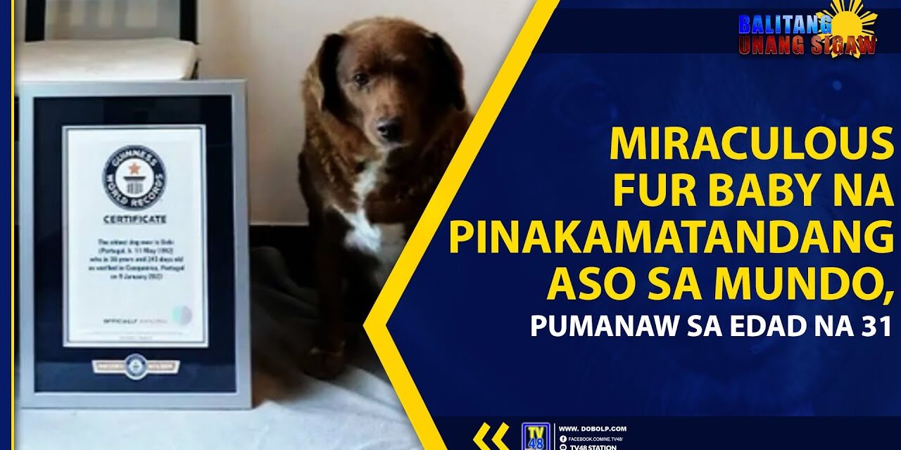 MIRACULOUS FUR BABY NA PINAKAMATANDANG ASO SA MUNDO, PUMANAW SA EDAD NA 31