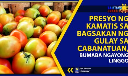 PRESYO NG KAMATIS SA BAGSAKAN NG GULAY SA CABANATUAN, BUMABA NGAYONG LINGGO