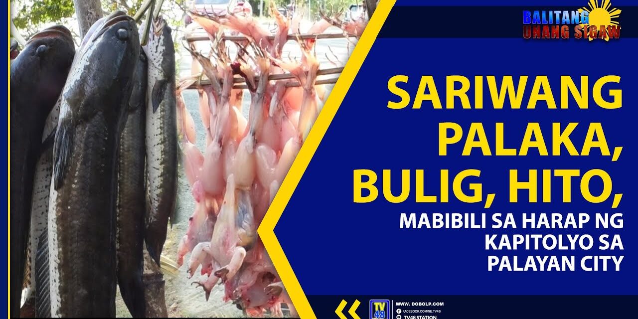 SARIWANG PALAKA, BULIG, HITO, MABIBILI SA HARAP NG KAPITOLYO SA PALAYAN CITY