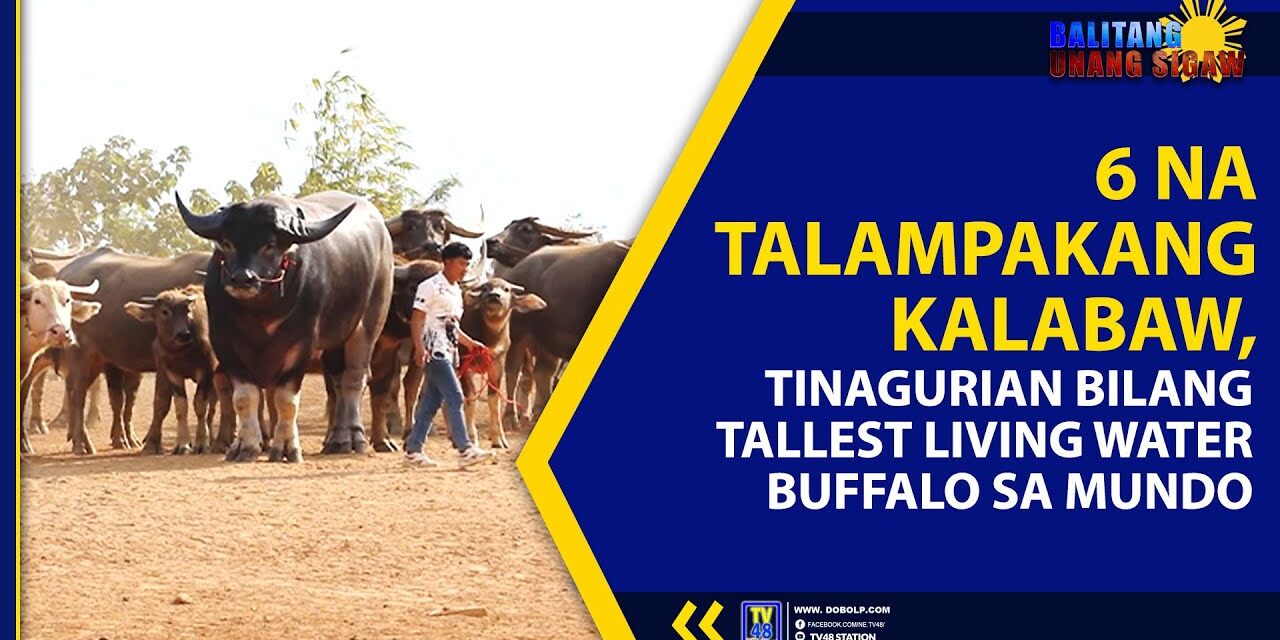 6 NA TALAMPAKANG KALABAW, TINAGURIAN BILANG TALLEST LIVING WATER BUFFALO SA MUNDO