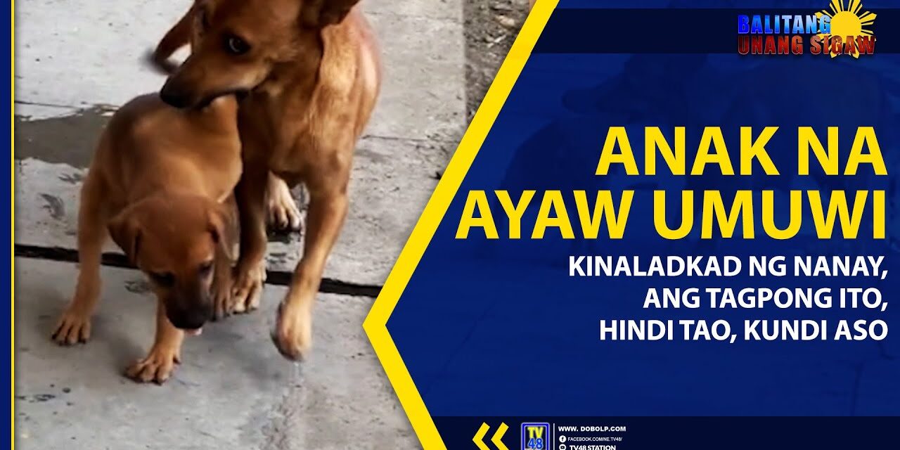 ANAK NA AYAW UMUWI, KINALADKAD NG NANAY; ANG TAGPONG ITO, HINDI TAO, KUNDI ASO