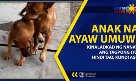 ANAK NA AYAW UMUWI, KINALADKAD NG NANAY; ANG TAGPONG ITO, HINDI TAO, KUNDI ASO