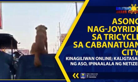 ASONG NAG-JOYRIDE SA TRICYCLE SA CABANATUAN CITY, KINAGILIWAN ONLINE; KALIGTASAN NG ASO, IPINAALALA NG NETIZEN