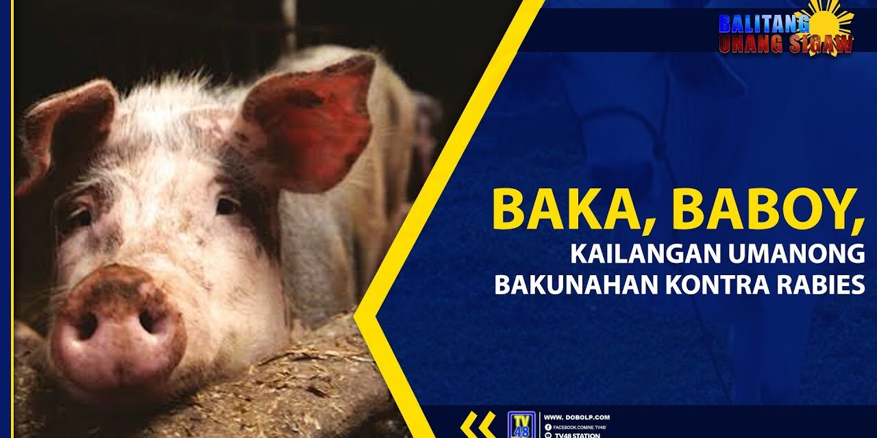 BAKA, BABOY, KAILANGAN UMANONG BAKUNAHAN KONTRA RABIES