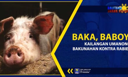 BAKA, BABOY, KAILANGAN UMANONG BAKUNAHAN KONTRA RABIES