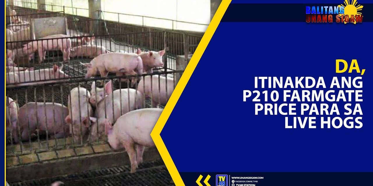 DA, ITINAKDA ANG P210 FARMGATE PRICE PARA SA LIVE HOGS