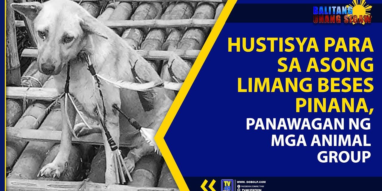 HUSTISYA PARA SA ASONG LIMANG BESES PINANA, PANAWAGAN NG MGA ANIMAL GROUP