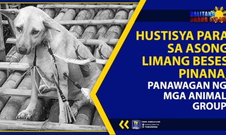 HUSTISYA PARA SA ASONG LIMANG BESES PINANA, PANAWAGAN NG MGA ANIMAL GROUP