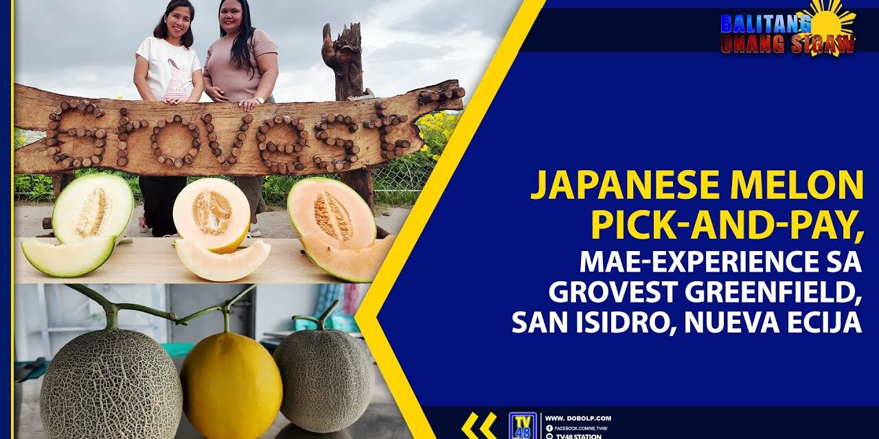 JAPANESE MELON PICK-AND-PAY, MAE-EXPERIENCE SA GROVEST GREENFIELD, SAN ISIDRO, NUEVA ECIJA