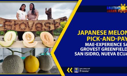JAPANESE MELON PICK-AND-PAY, MAE-EXPERIENCE SA GROVEST GREENFIELD, SAN ISIDRO, NUEVA ECIJA
